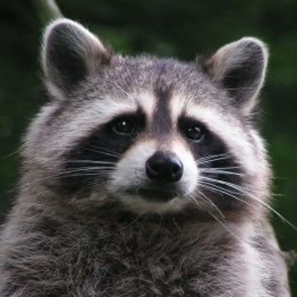 416raccoon.bsky.social's profile picture