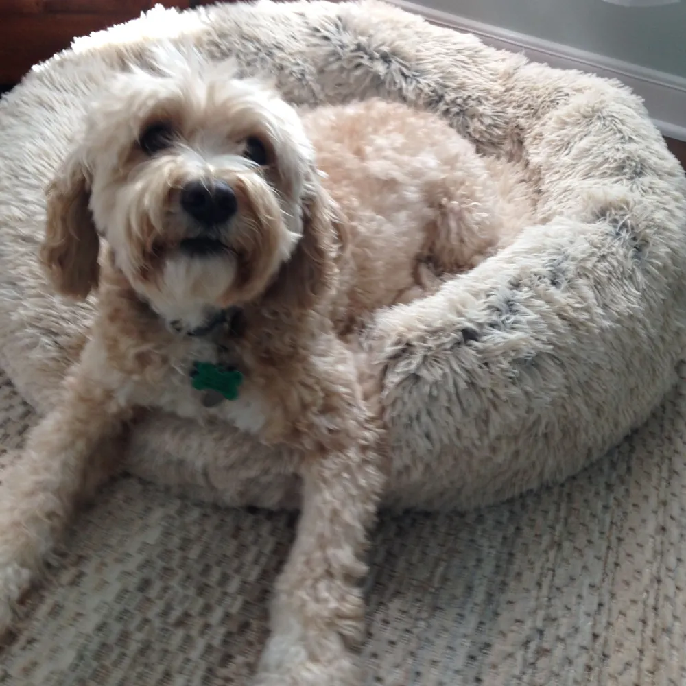 bobbieackerman.bsky.social's profile picture