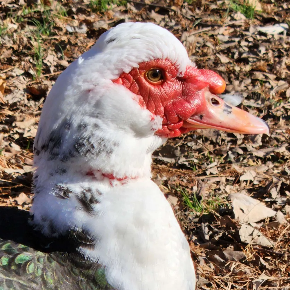 greatcthulhulives.bsky.social's profile picture