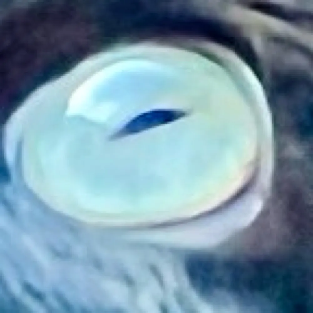 lildonnyb.bsky.social's profile picture