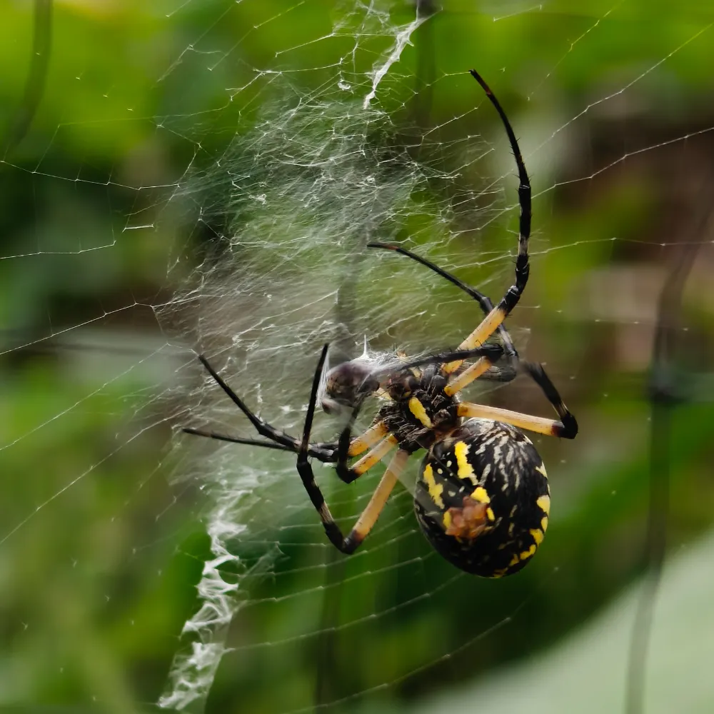 miishen.bsky.social's profile picture