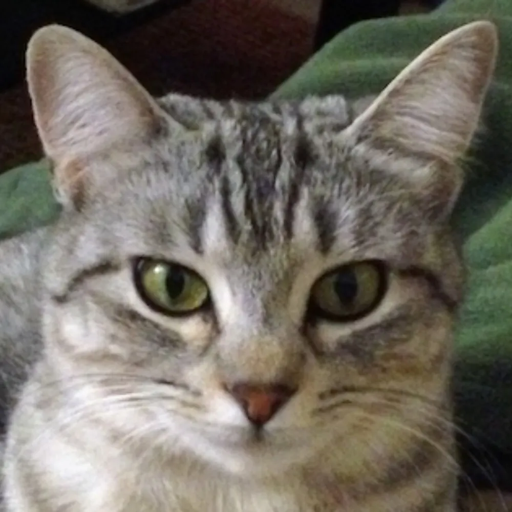 katmendo.bsky.social's profile picture