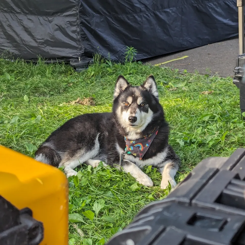 thewanderingwulfe.bsky.social's profile picture