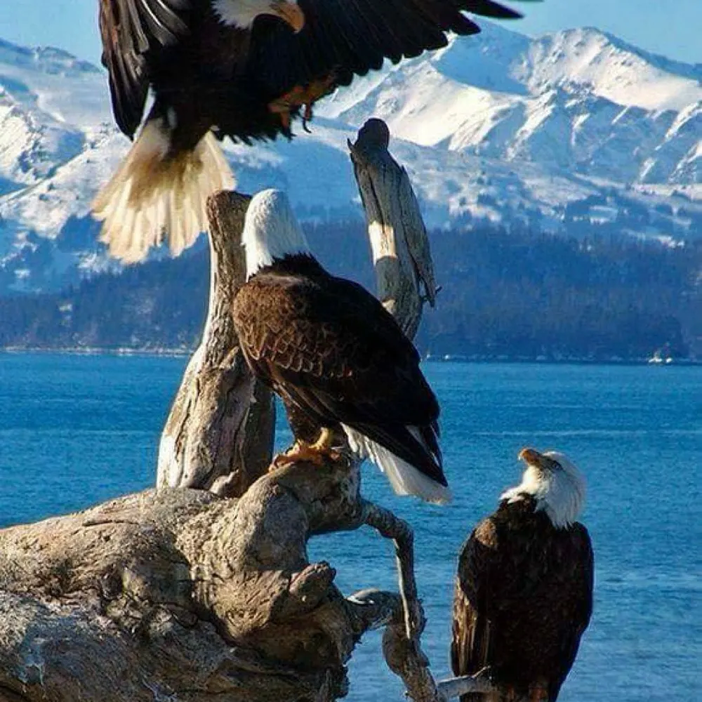 on-guard.bsky.social's profile picture