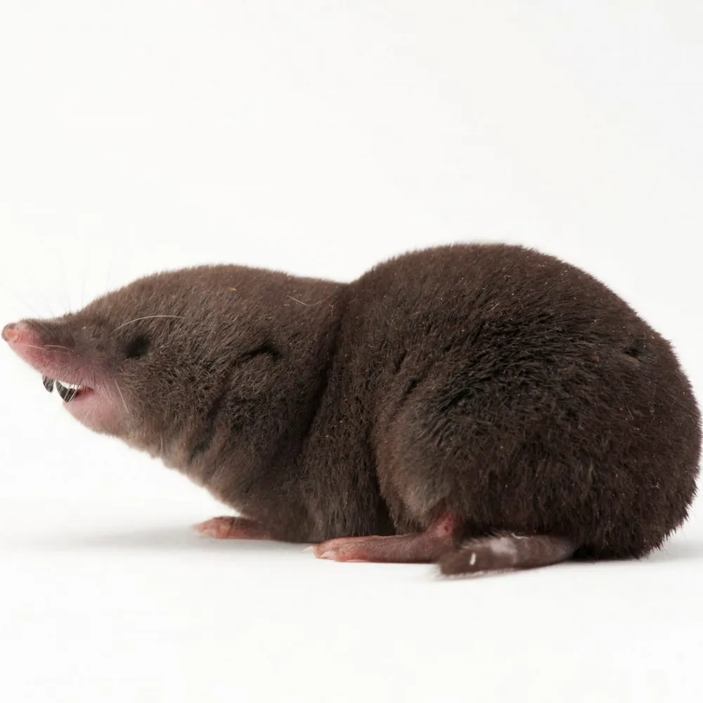 blarina.bsky.social's profile picture