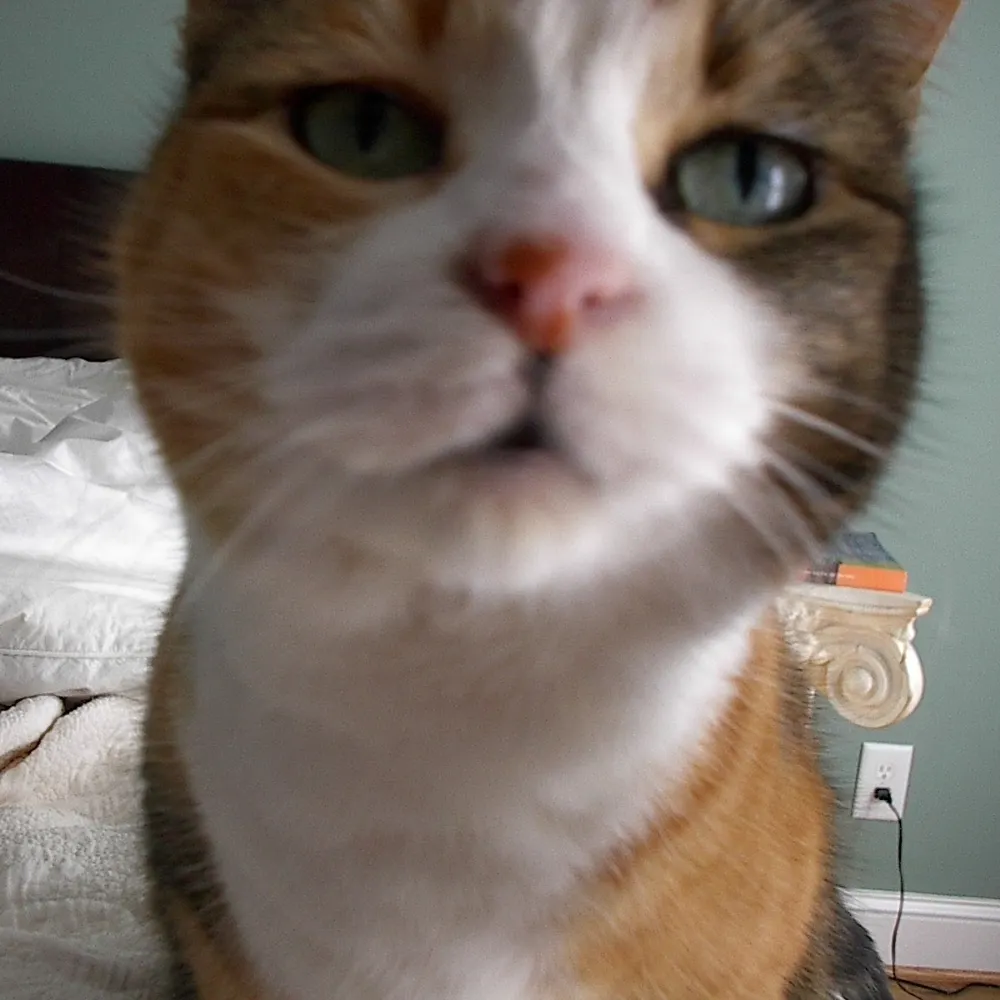 billiecat.bsky.social's profile picture