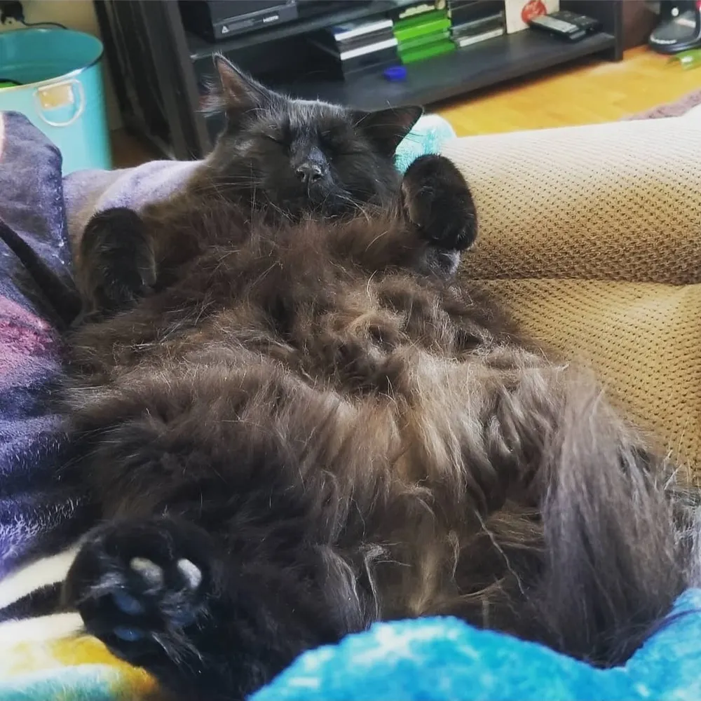 crypticpinecone.bsky.social's profile picture