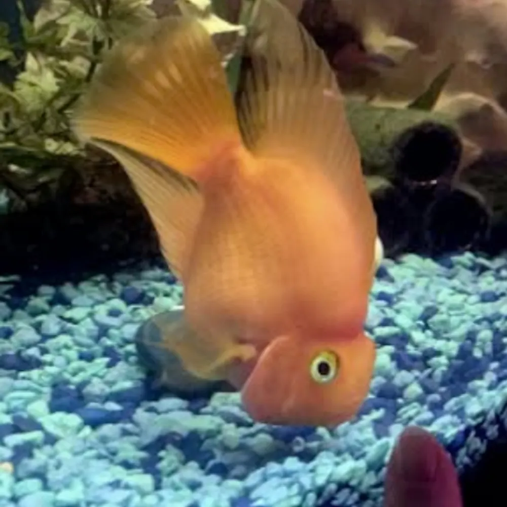 auntie-grizelda.bsky.social's profile picture