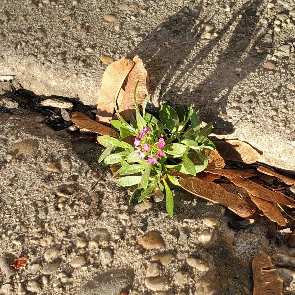 chrismphl.bsky.social's profile picture