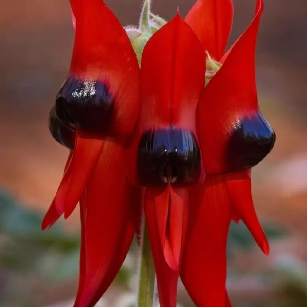 squiggler1.bsky.social's profile picture