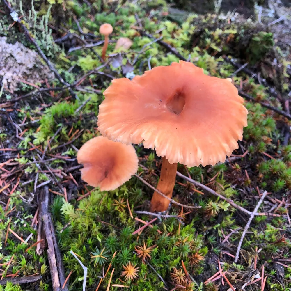 trailflower.bsky.social's profile picture