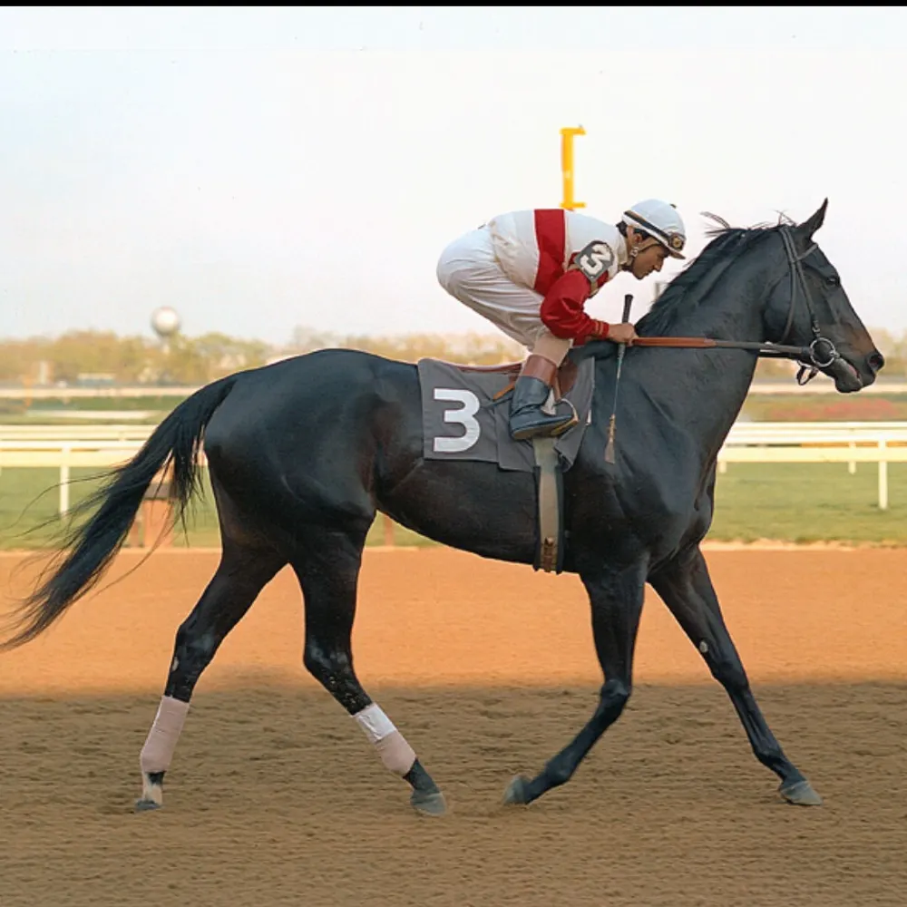 suburbansage.bsky.social's profile picture