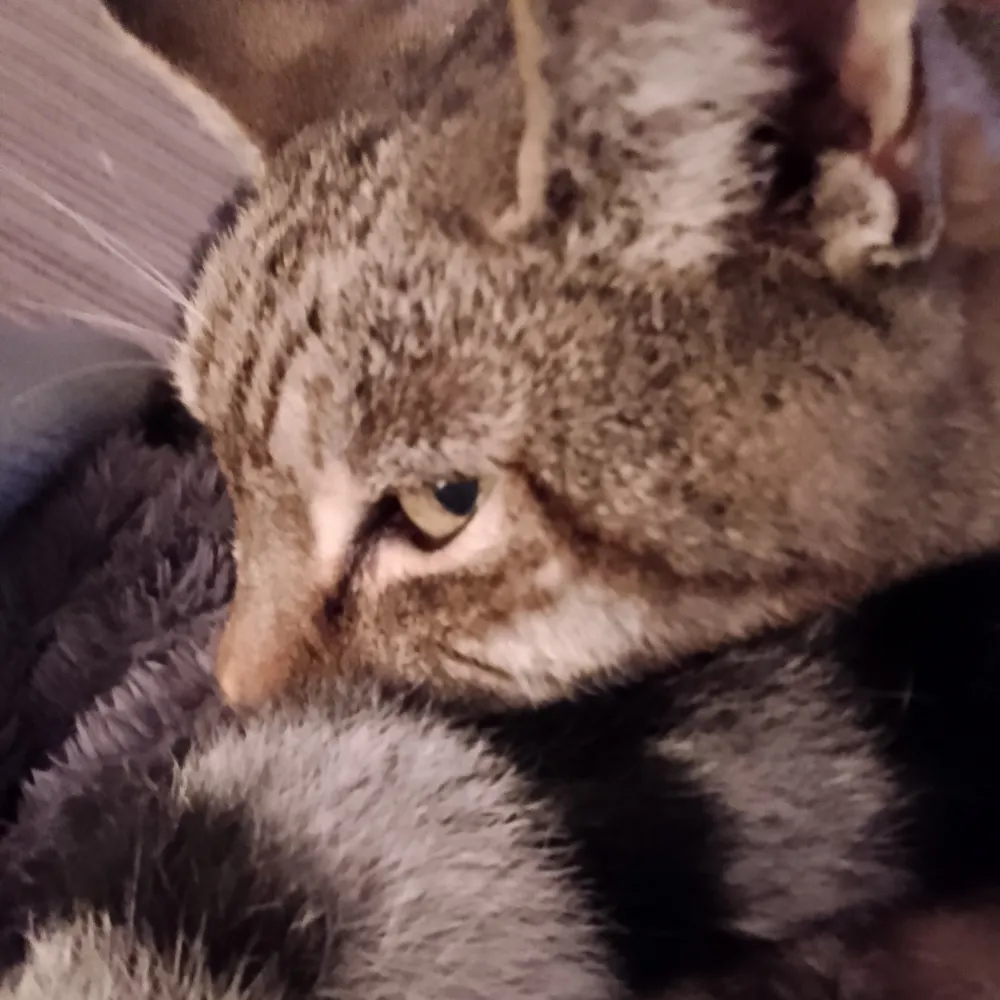 xaraptor.bsky.social's profile picture