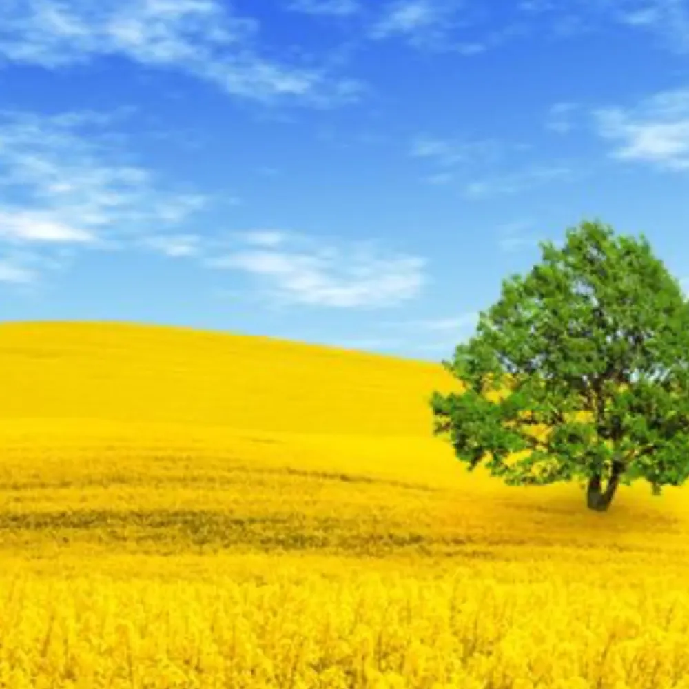 trailsu.bsky.social's profile picture