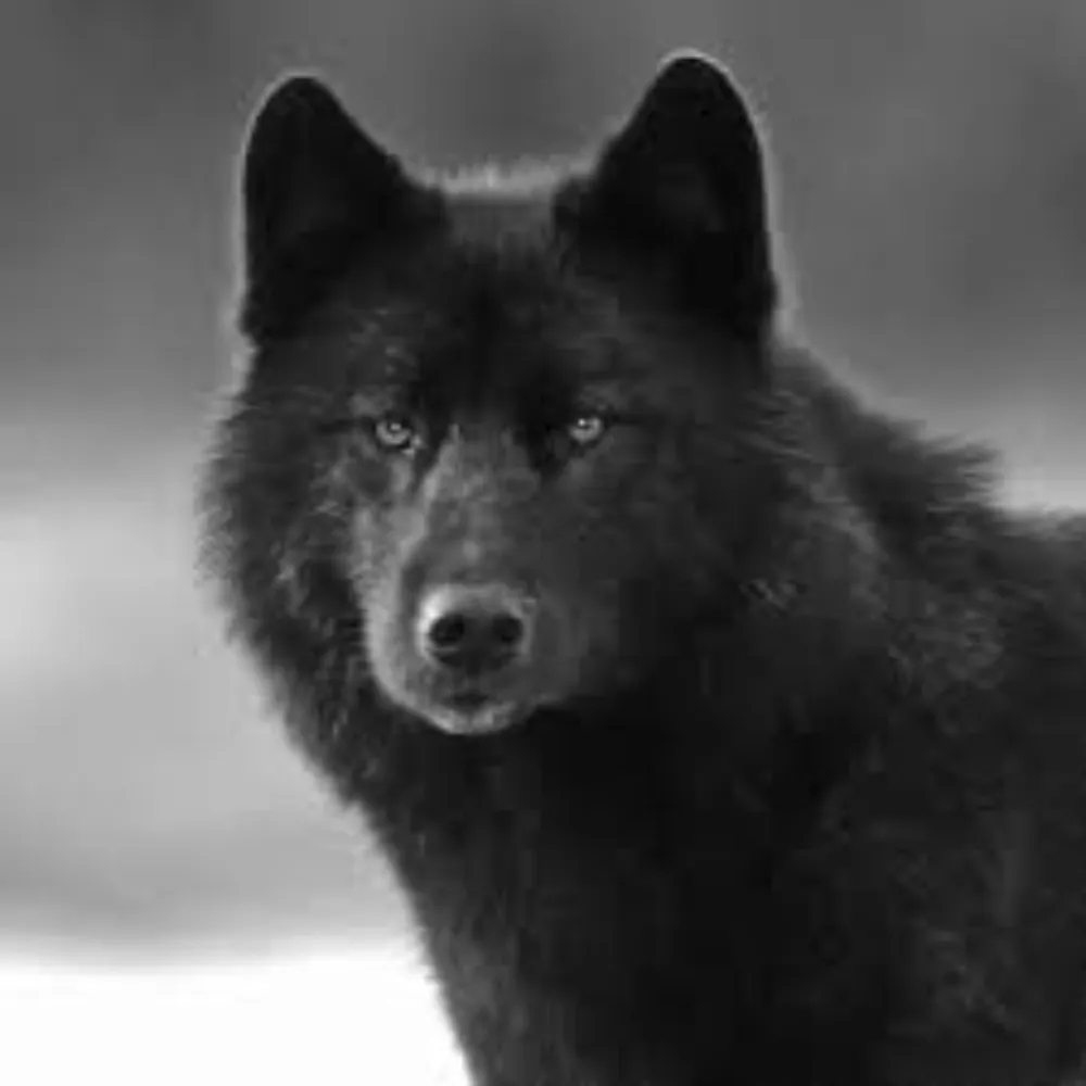 lupusblackfur.bsky.social's profile picture