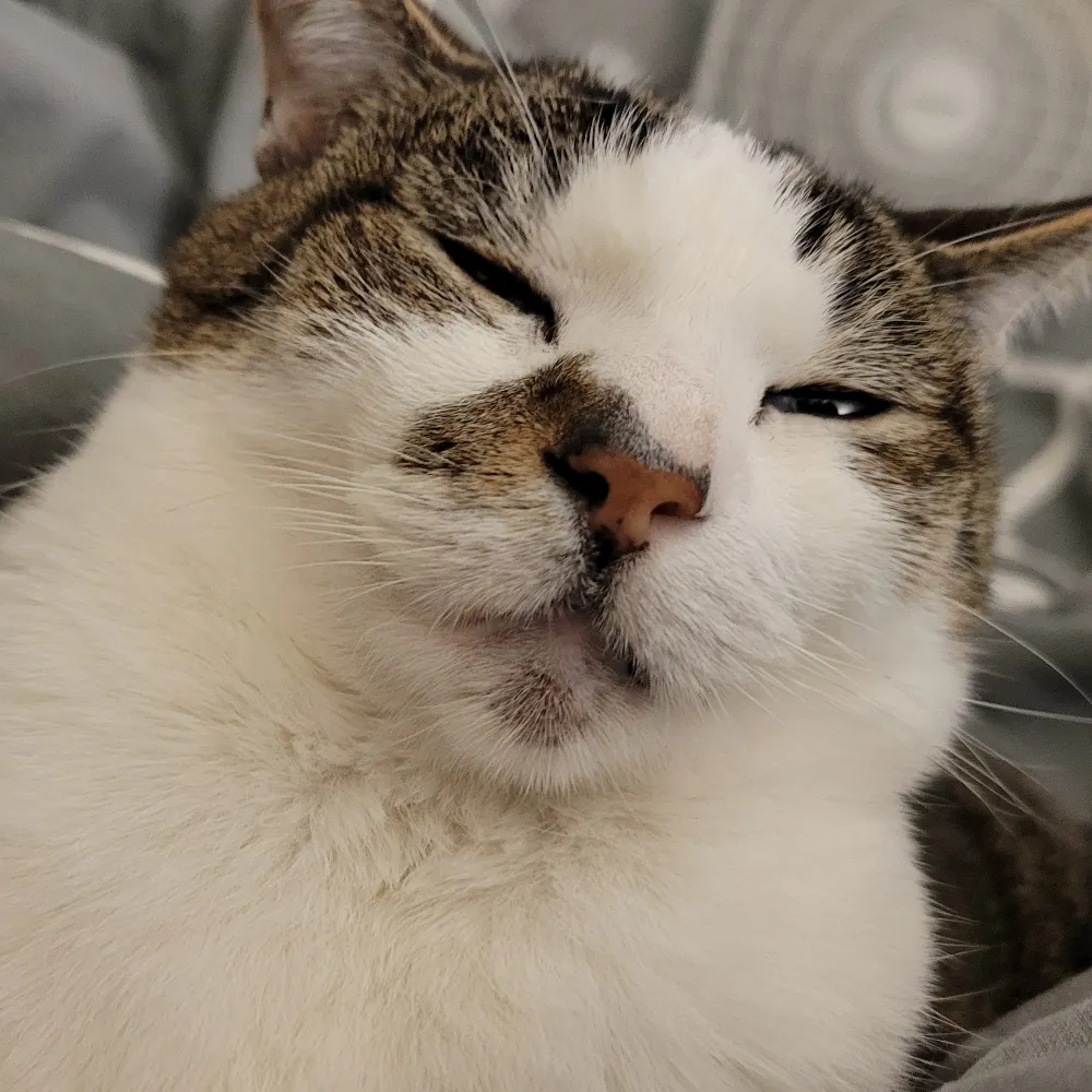 theboxenking.bsky.social's profile picture