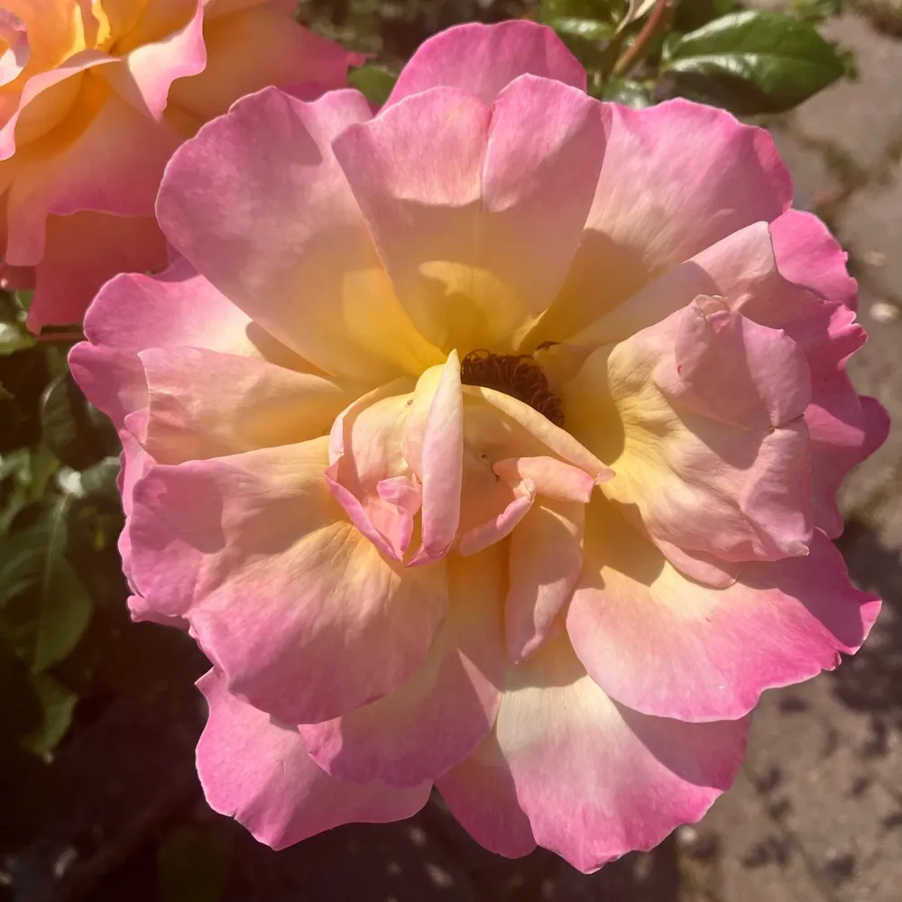 nanjala.bsky.social's profile picture