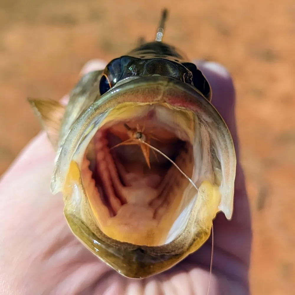 kvetchrelease.bsky.social's profile picture