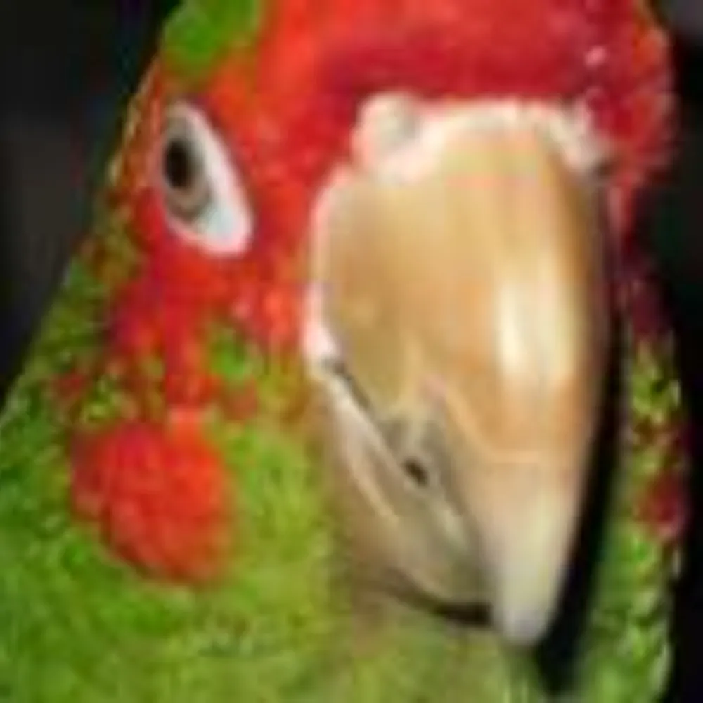 poeia.bsky.social's profile picture