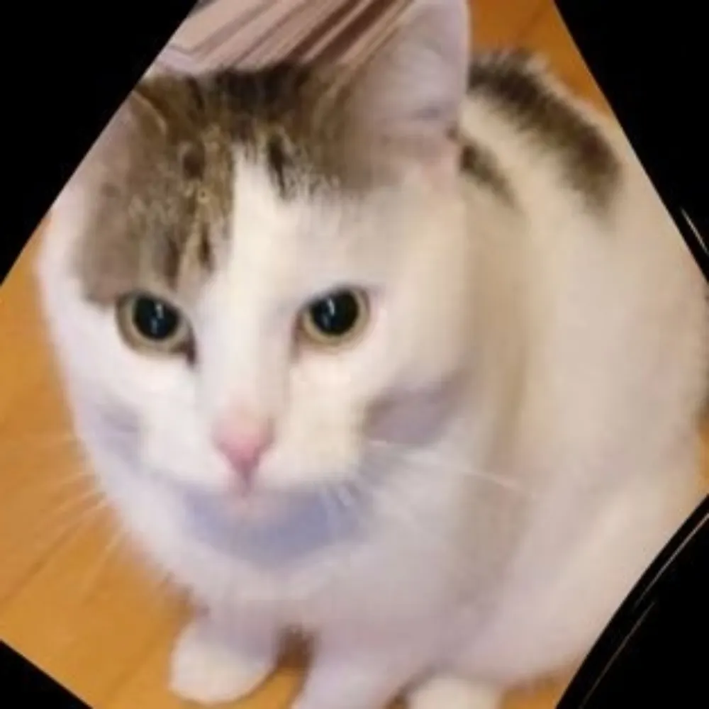 meretevondoe.bsky.social's profile picture