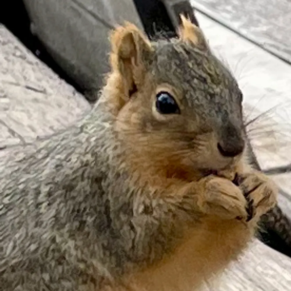 chameleonaethos.bsky.social's profile picture