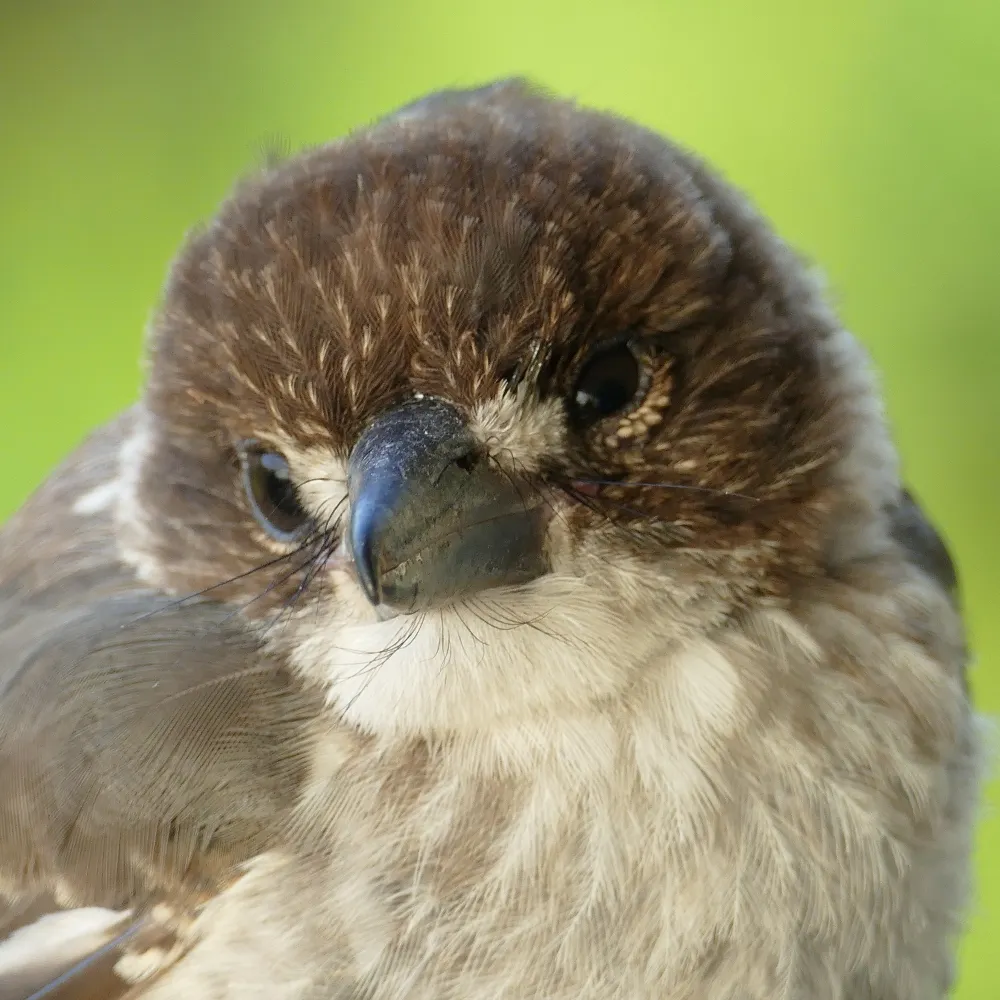 rotimanmk2.bsky.social's profile picture