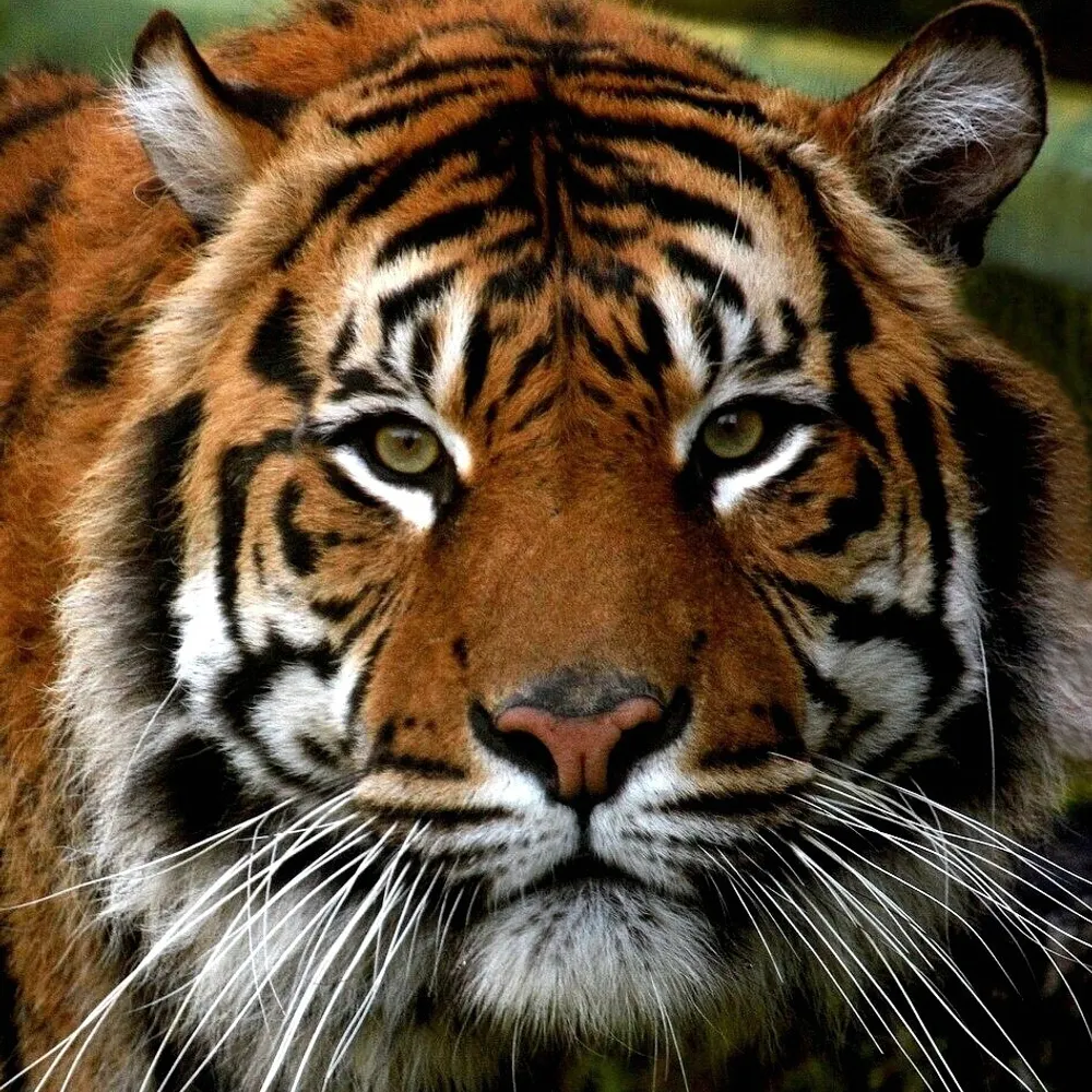 rootwyrm.com's profile picture