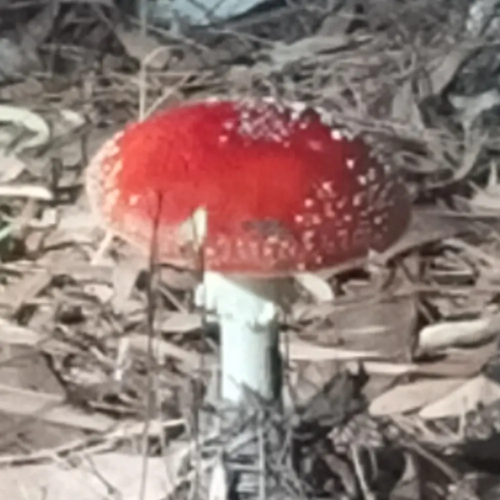 pester.bsky.social's profile picture