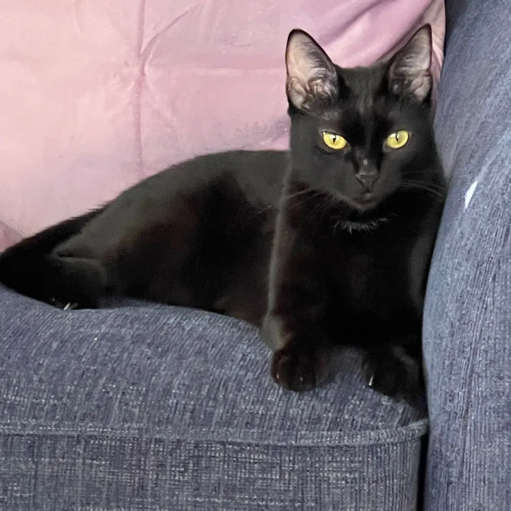 idyll-dream2.bsky.social's profile picture