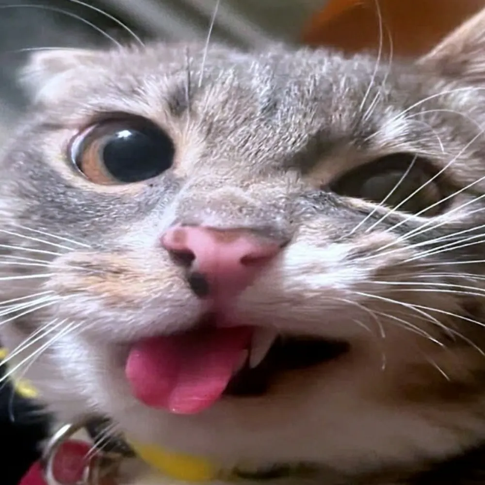 mimiyoko.bsky.social's profile picture