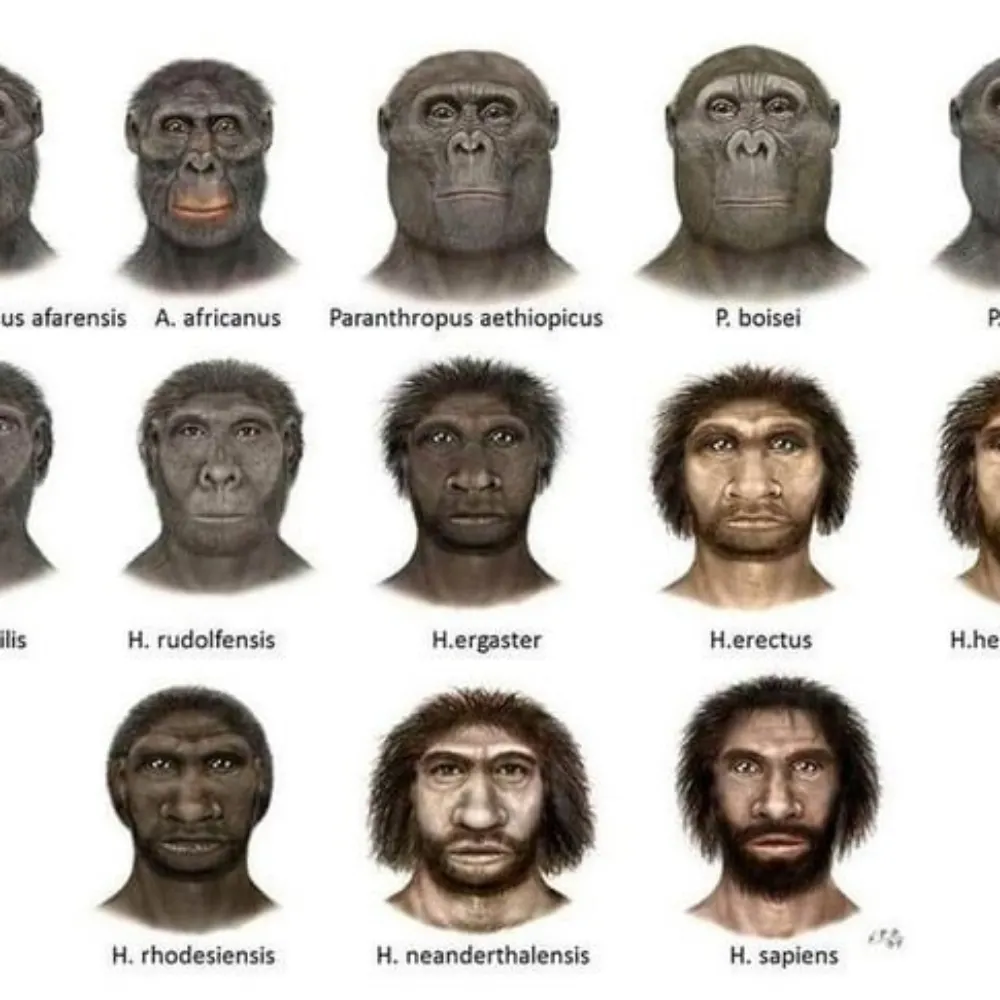 humblehomosapien.bsky.social's profile picture