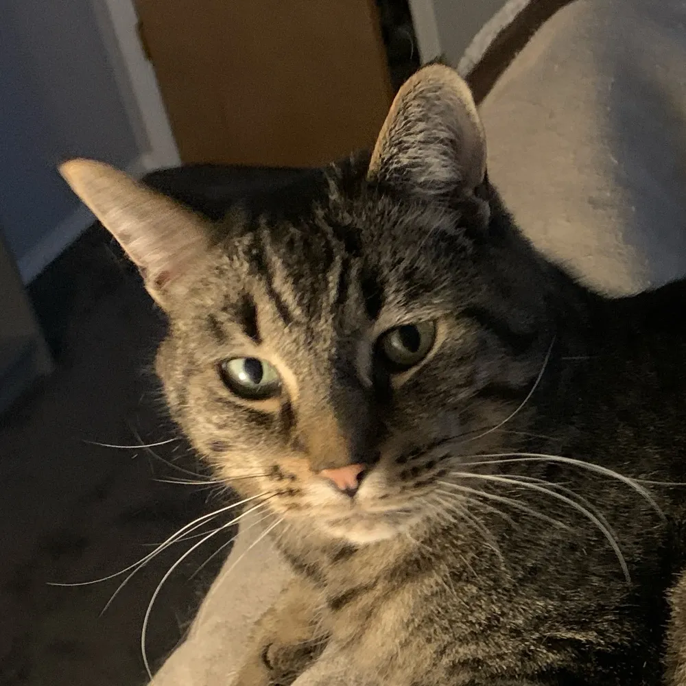 chers3bears.bsky.social's profile picture