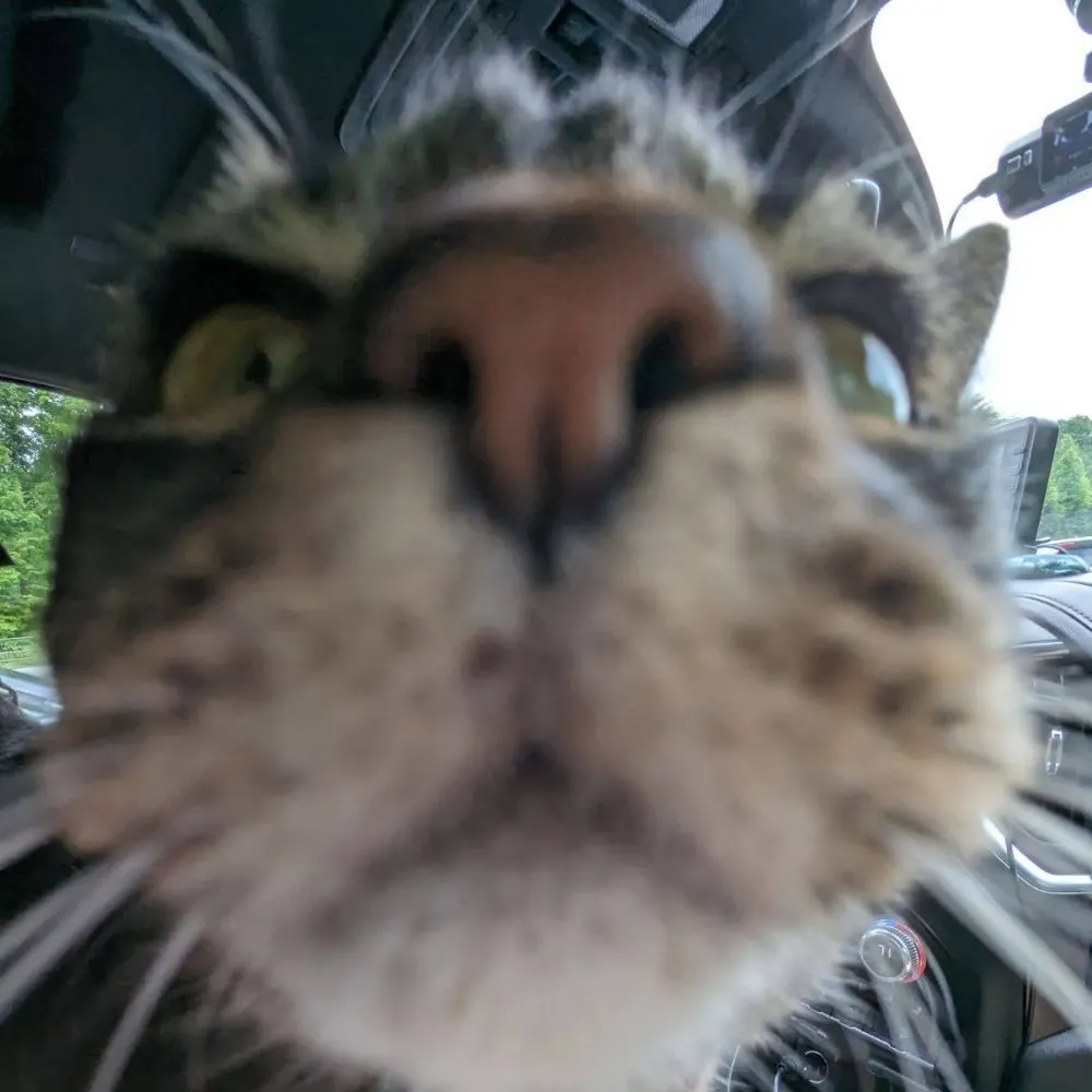 tealee914.bsky.social's profile picture