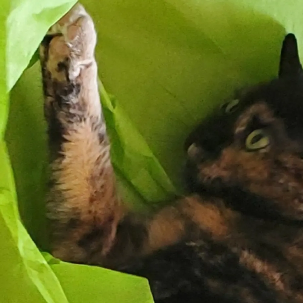 julesingreen.bsky.social's profile picture