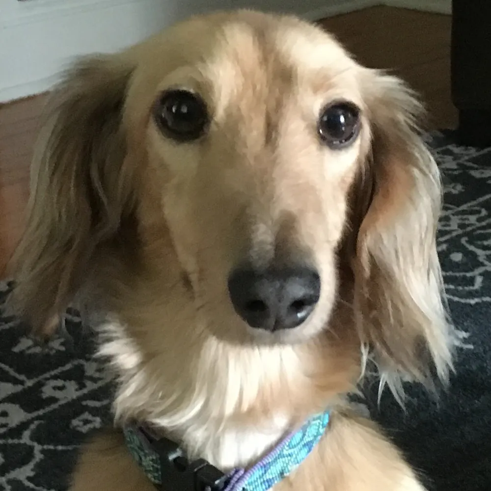 lisatheeditor.bsky.social's profile picture