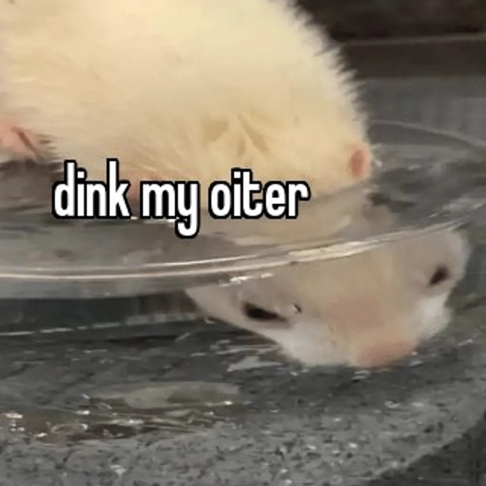 faerret.bsky.social's profile picture