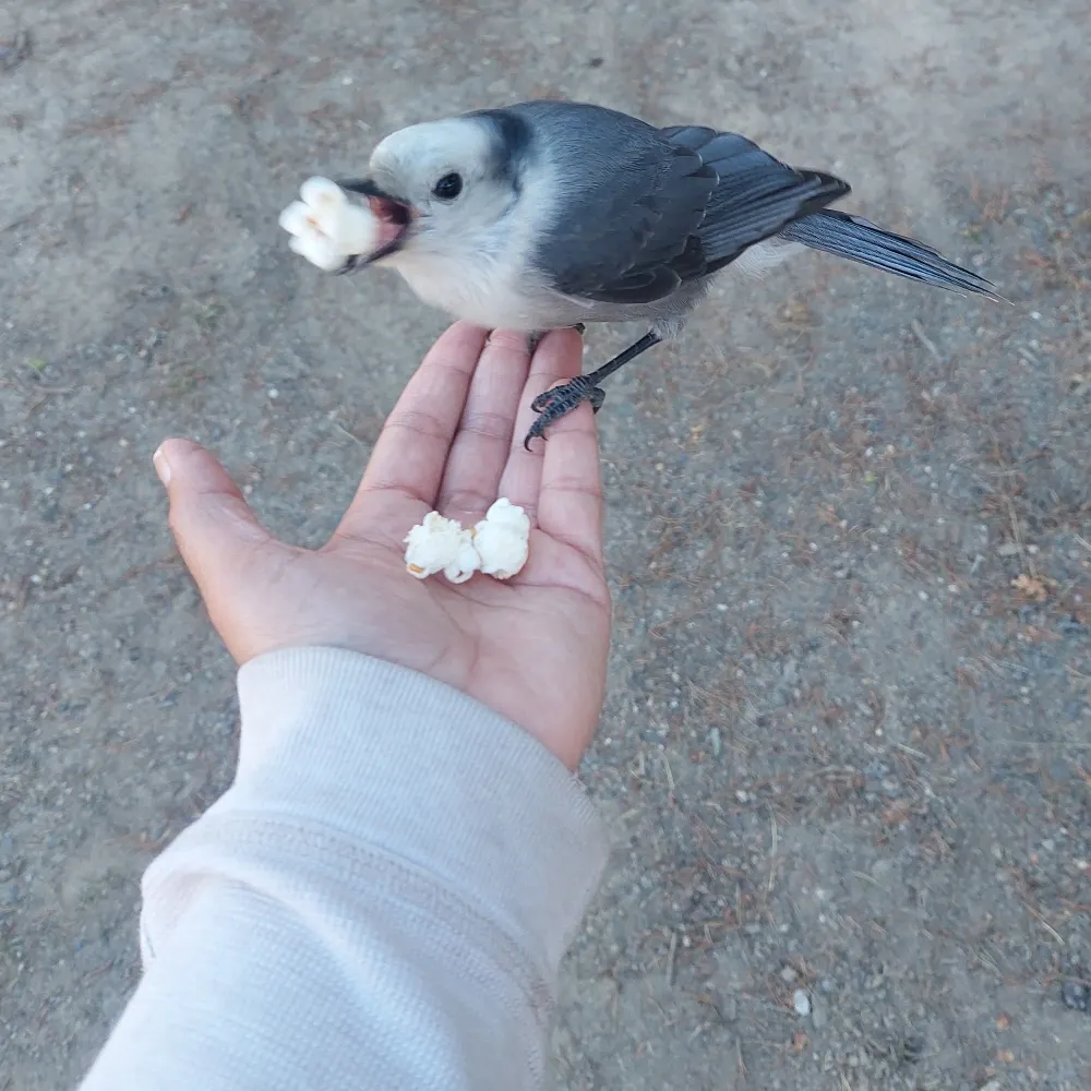 bittersweetcomplex.bsky.social's profile picture