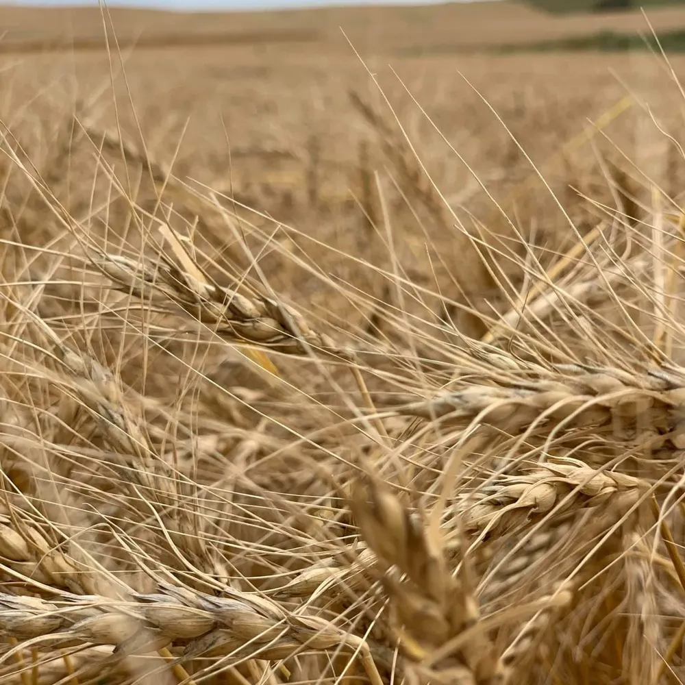 nodakid.bsky.social's profile picture