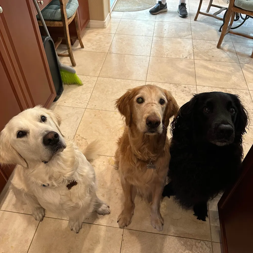 goldpup.bsky.social's profile picture