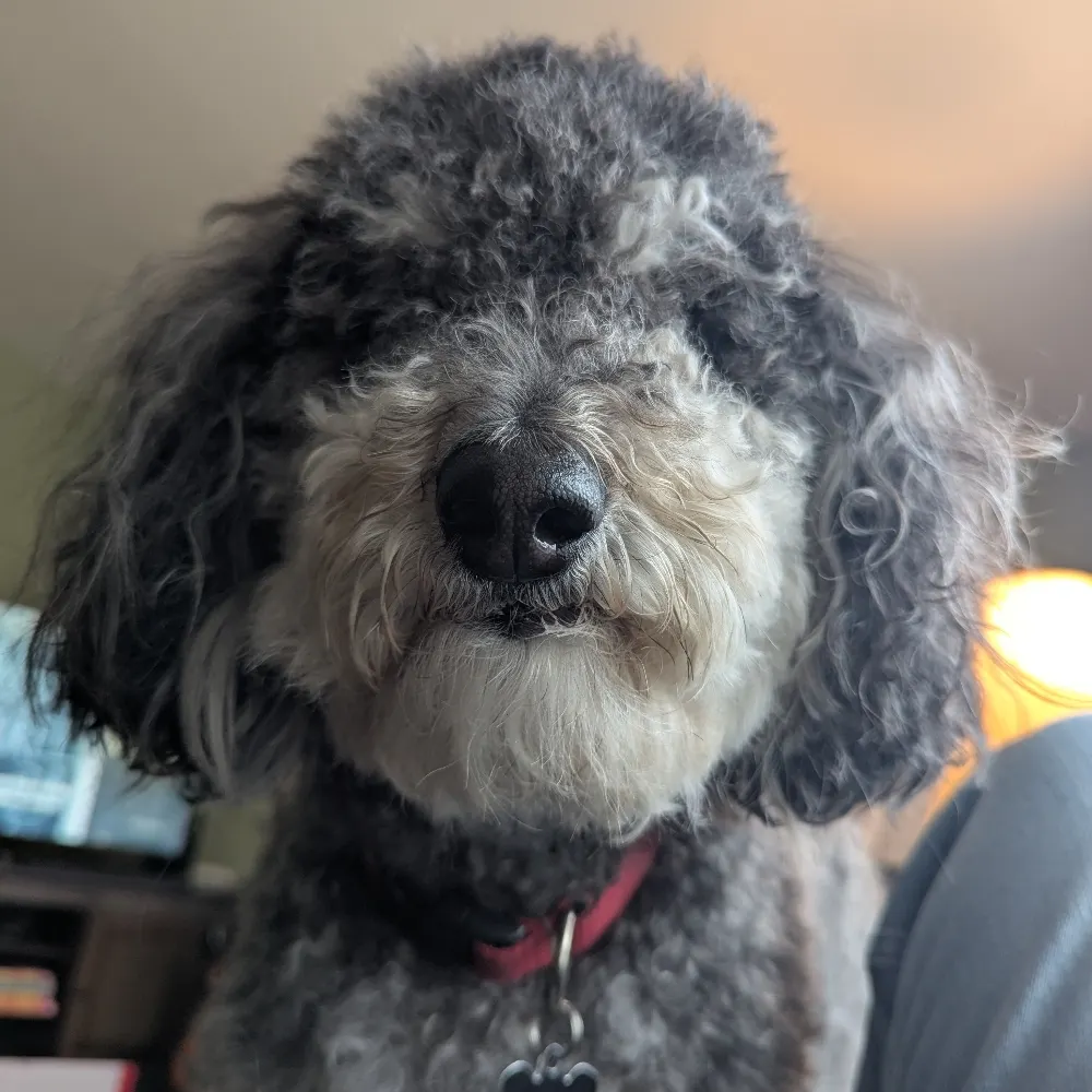 beardog63.bsky.social's profile picture