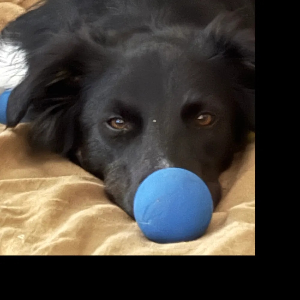 discodog6.bsky.social's profile picture