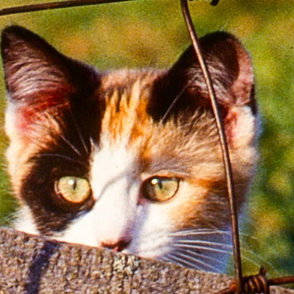 bidutashjian.bsky.social's profile picture