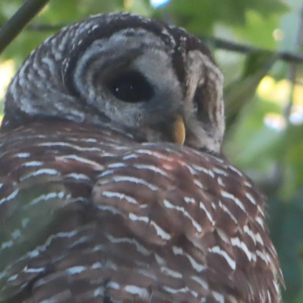 gustheowl.bsky.social's profile picture