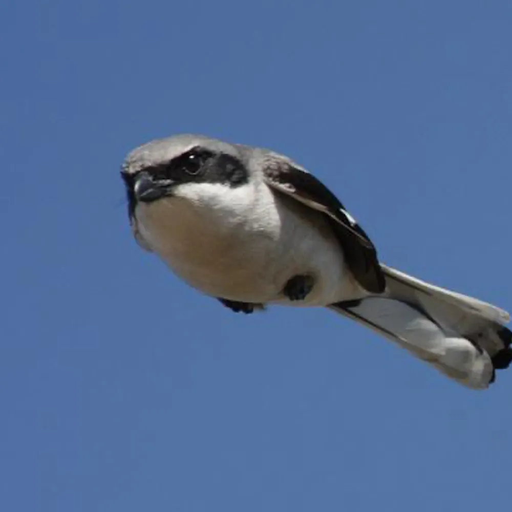 henryswallace.bsky.social's profile picture