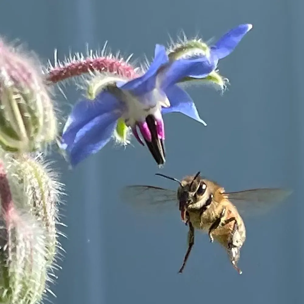 wombatboy.bsky.social's profile picture