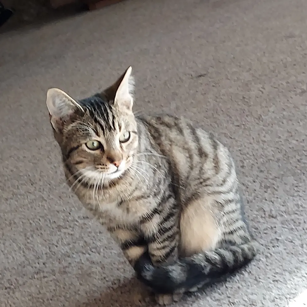 coolcatlady.bsky.social's profile picture