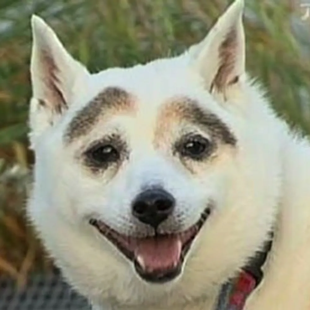 viashinowizard.bsky.social's profile picture