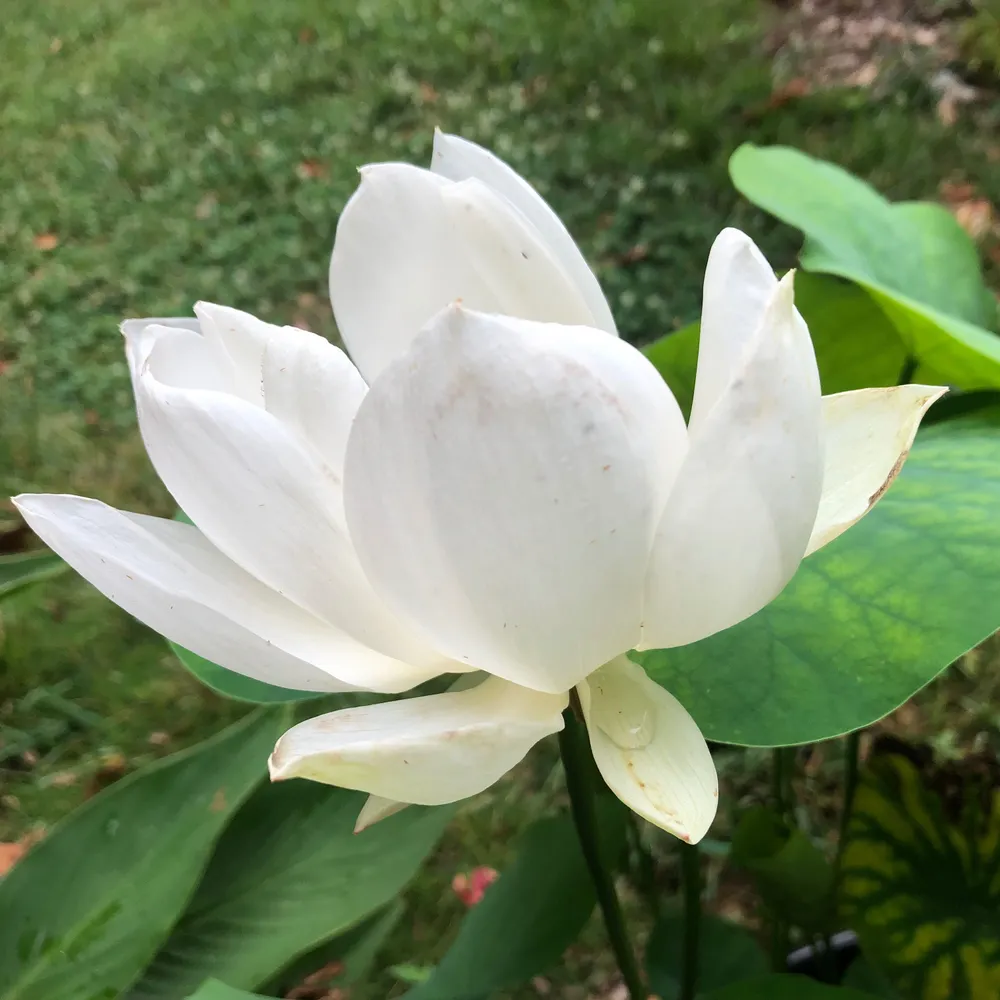 wu-ming.bsky.social's profile picture