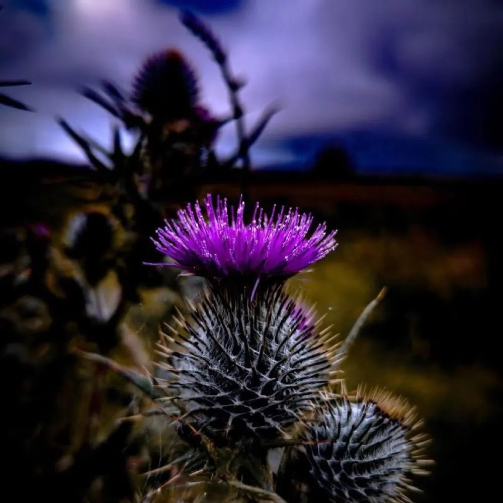 tahitiluv.bsky.social's profile picture