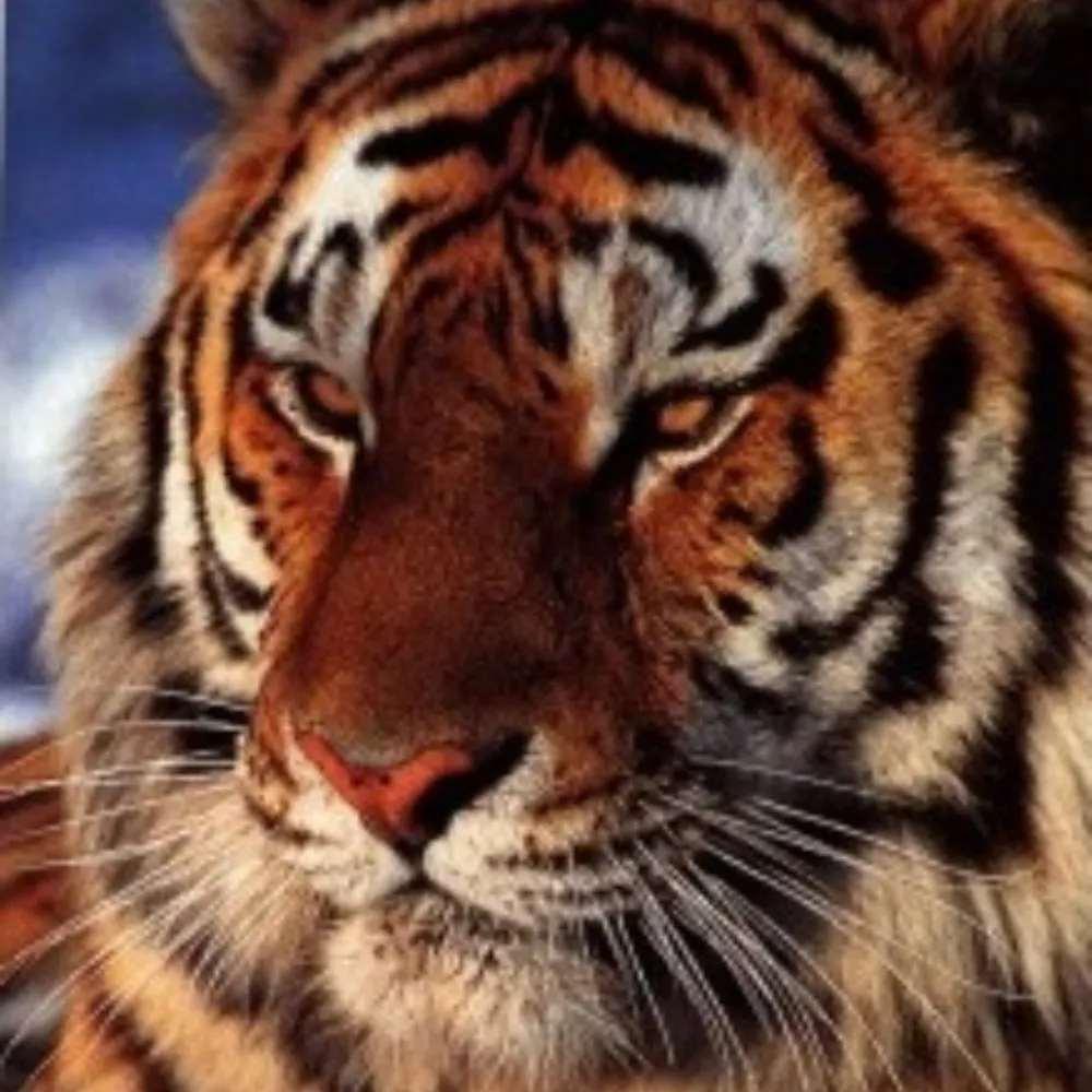 verain.bsky.social's profile picture